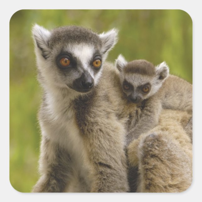 Adesivo Quadrado Lêmures (Lemur catta) Mãe e bebê. (Frente)