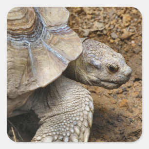 Adesivo Quadrado Lento