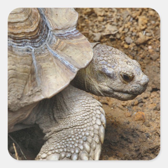 Adesivo Quadrado Lento (Frente)