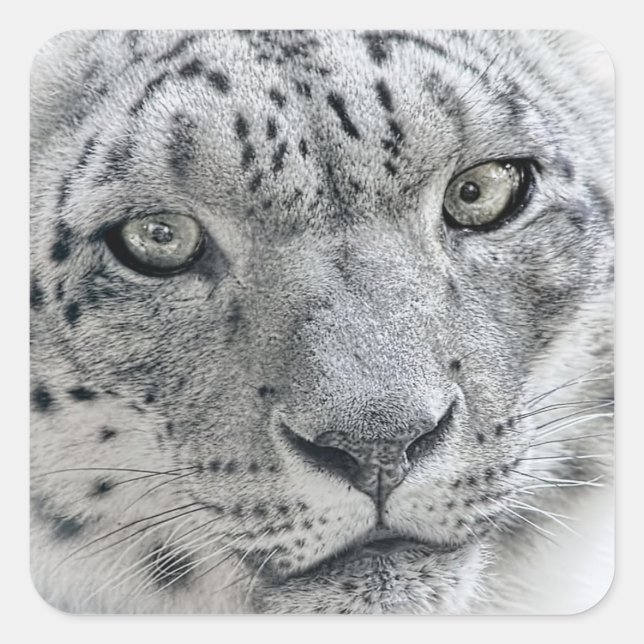 Adesivo Quadrado Leopardo branco exótico (Frente)