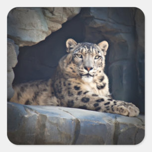 Adesivo Quadrado Leopardo de neve