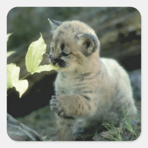 Adesivo Quadrado Leopardo de neve Cub