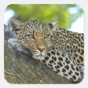 Adesivo Quadrado Leopardo impressionante