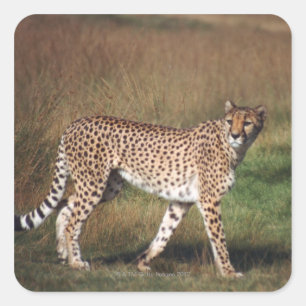 Adesivo Quadrado Leopardo na planície