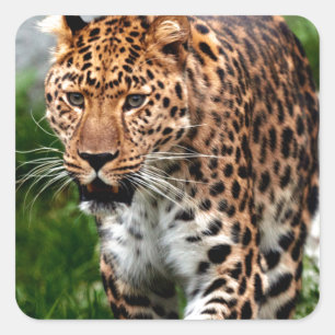 Adesivo Quadrado Leopardo no design animal legal do Prowl