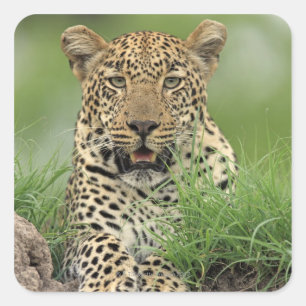 Adesivo Quadrado Leopardo, pardus do Panthera, jogo de Sabi Sabi