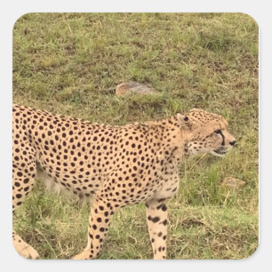 Adesivo Quadrado Leopardo Sticker