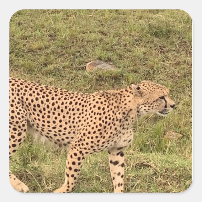 Adesivo Quadrado Leopardo Sticker (Frente)