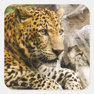Adesivo Quadrado Leopardo-Stickers