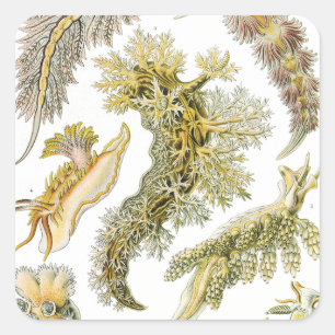 Adesivo Quadrado Lesmas Marinhas por Ernst Haeckel, Nudibranchia Vi