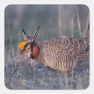 Adesivo Quadrado Lesser Prairie-Chicken, Tympanuchus