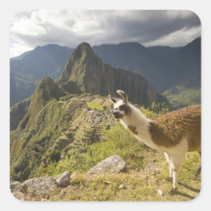 Adesivo Quadrado Lhamas e uma vista geral de Machu Picchu,