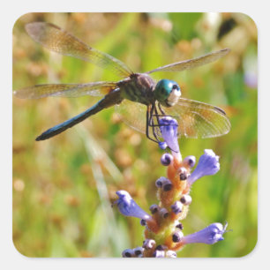 Adesivo Quadrado libélula de flor de lavanda