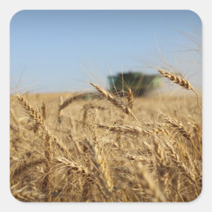 Adesivo Quadrado Liga no campo de trigo