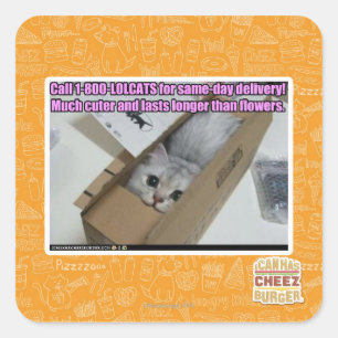 Adesivo Quadrado Ligue para 1-800-LOLCATS