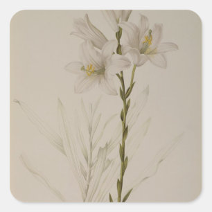 Adesivo Quadrado Lilium Candidum, de "Les Liliacees", 1807