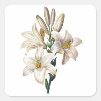 Adesivo Quadrado Lilium Candidum ou Madonna Lily Por Redoute