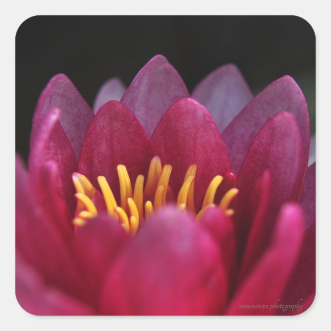 Adesivo Quadrado Lily Água (Frente)