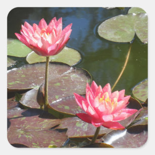 Adesivo Quadrado Lily de Água Rosa