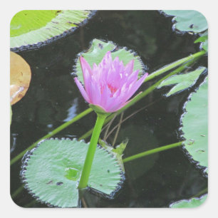 Adesivo Quadrado Lily Pad Bright Pink Water Lily Flower Blosango