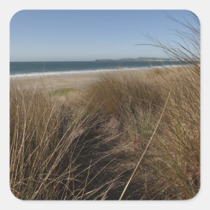 Adesivo Quadrado Limantour Beach em Point Reyes National Seashore I