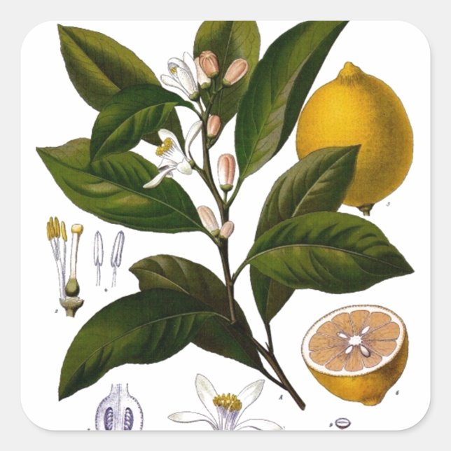 Adesivo Quadrado Limão (Frente)