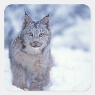 Adesivo Quadrado Lince na neve nos contrafortes