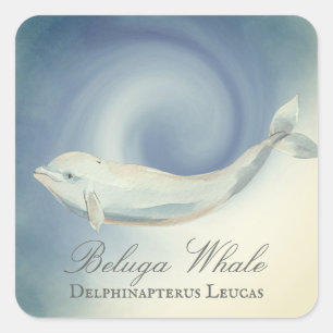 Adesivo Quadrado Linda Baleia Beluga, Delphinapterus Leucas