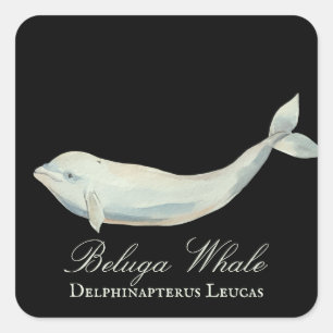 Adesivo Quadrado Linda Baleia Beluga, Delphinapterus Leucas
