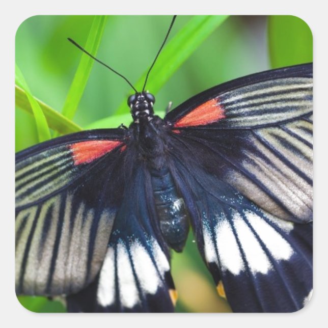 Adesivo Quadrado Linda borboleta negra, branca e vermelha (Frente)