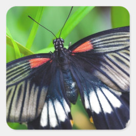 Adesivo Quadrado Linda borboleta negra, branca e vermelha