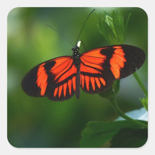 Adesivo Quadrado Linda borboleta vermelha e negra (Frente)