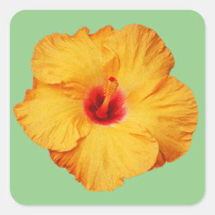 Adesivo Quadrado Linda flor de hibisco laranja