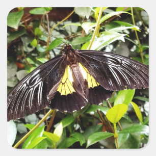 Adesivo Quadrado linda fotografia de borboleta amarela preta
