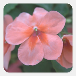 Adesivo Quadrado Lindas flores cor-de-rosa comuns de jardim. Foto f
