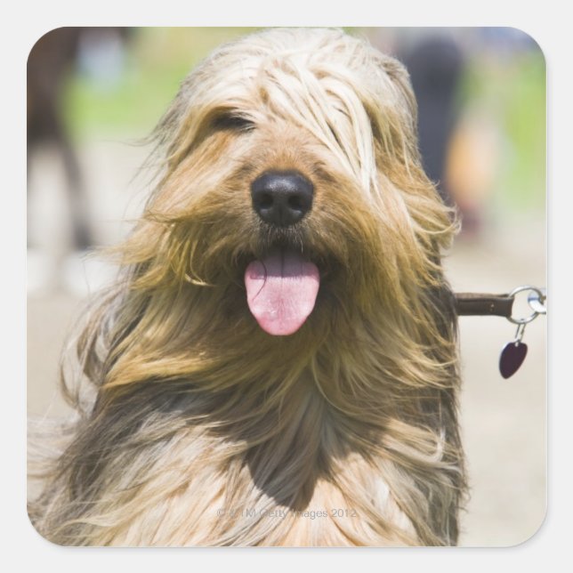 Adesivo Quadrado língua, cabelo comprido, retrato (Frente)