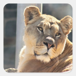 Adesivo Quadrado Lionalidade