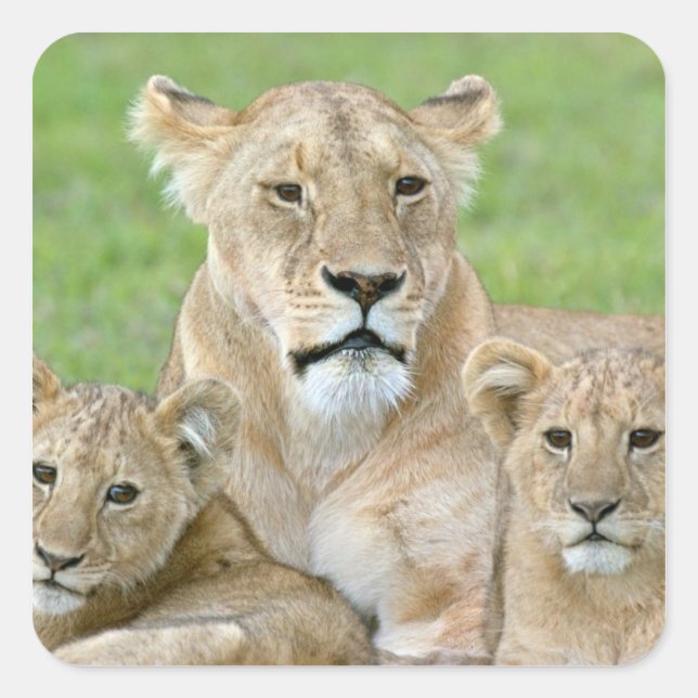 Adesivo Quadrado Lioness e Dois Cubs, África Oriental, Tanzânia, (Frente)