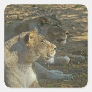 Adesivo Quadrado Lions Sticker