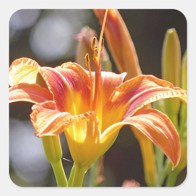 Adesivo Quadrado Lírios ao Sol (Frente)