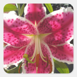 Adesivo Quadrado Lírios cor-de-rosa flores tropicais cor-de-rosa fl