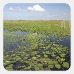 Adesivo Quadrado Lírios de água e sawgrass nos everglades da Flórid