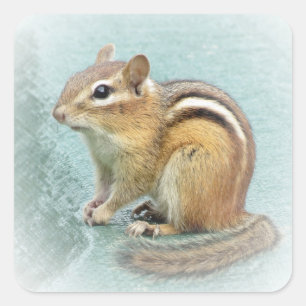 Adesivo Quadrado Listras do Chipmunk