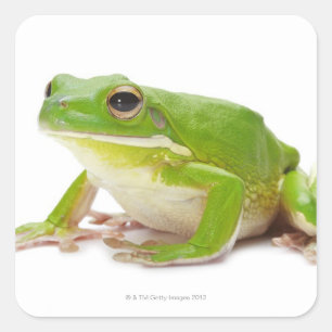 Adesivo Quadrado Litora Infrafrenata, sapo