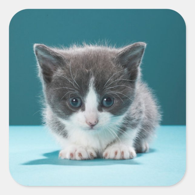 Adesivo Quadrado Little Kitten (Frente)
