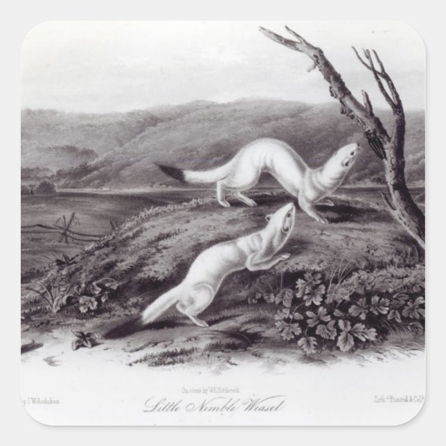 Adesivo Quadrado Little Nimble Weasel (Frente)