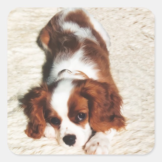 Adesivo Quadrado Little One Cavalier King Charles Spaniel Sticker (Frente)