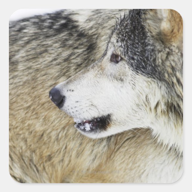 Adesivo Quadrado Lobo (Frente)
