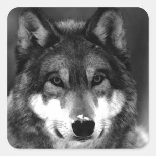 Adesivo Quadrado Lobo