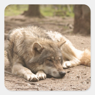 Adesivo Quadrado Lobo Animal Paz Amor Natureza Selvagem